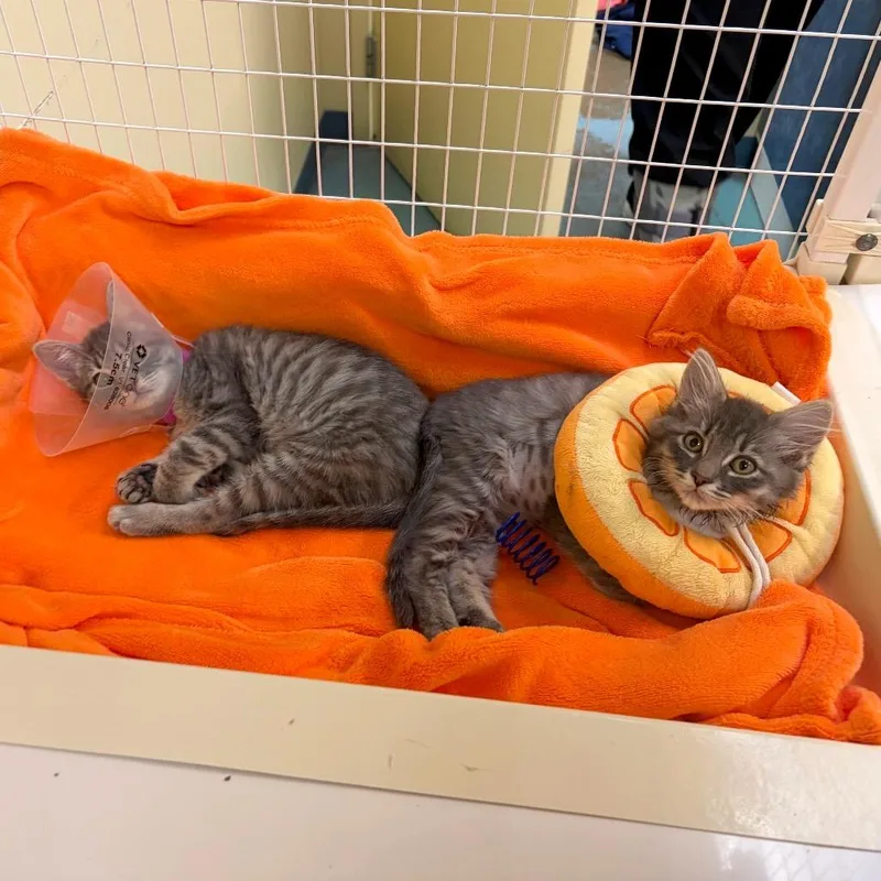 A baby small-sized female Domestic Medium Hair cat named Lollygag for adoption in Woodinville, WA