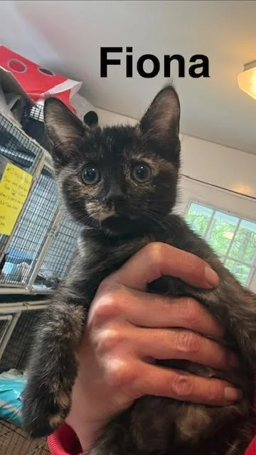 A baby small-sized female Tortoiseshell Domestic Short Hair cat named Fiona for adoption in Millerstown, PA