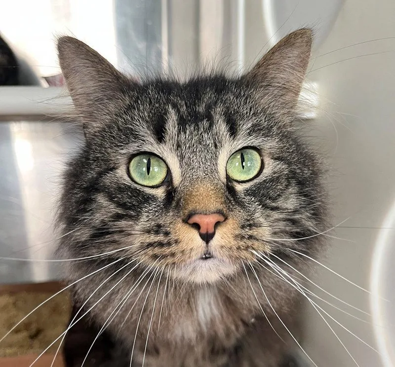 A young medium-sized male Tabby cat named P. J. for adoption in Carrollton, GA