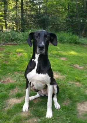 An adult large-sized female Tricolor (Brown, Black, & White) Great Dane dog named Echo for adoption in Eagan, MN