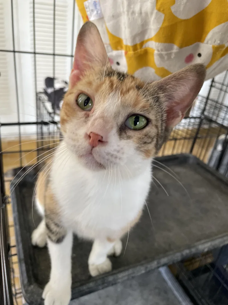 A baby medium-sized female Torbie Domestic Short Hair cat named Phoebe for adoption in Franklin, MA