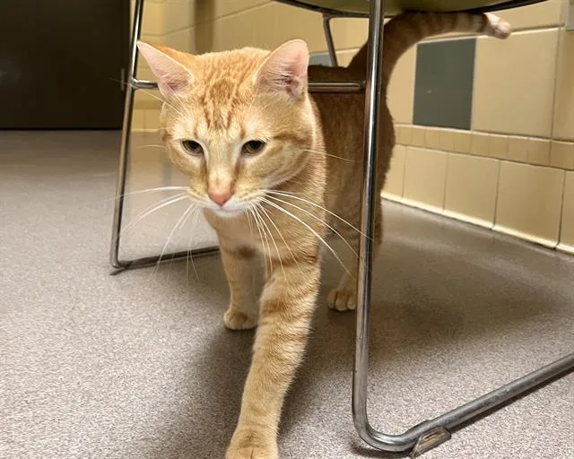 A young small-sized male Domestic Short Hair cat named Teo for adoption in Denver, CO