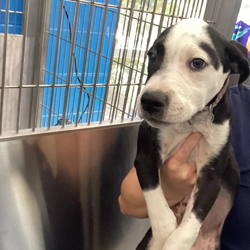A baby medium-sized male Gray / Blue / Silver Terrier dog named Caesar for adoption in Montgomery, AL