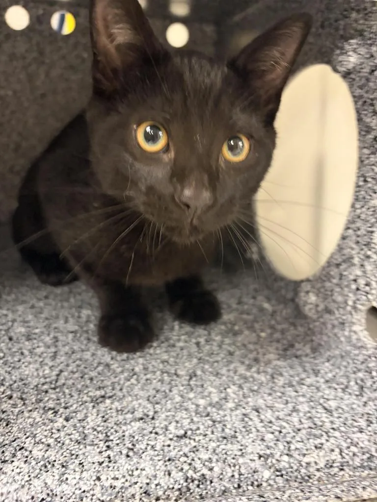 A baby large-sized male Domestic Short Hair cat named Giveon for adoption in Greenfield, IN