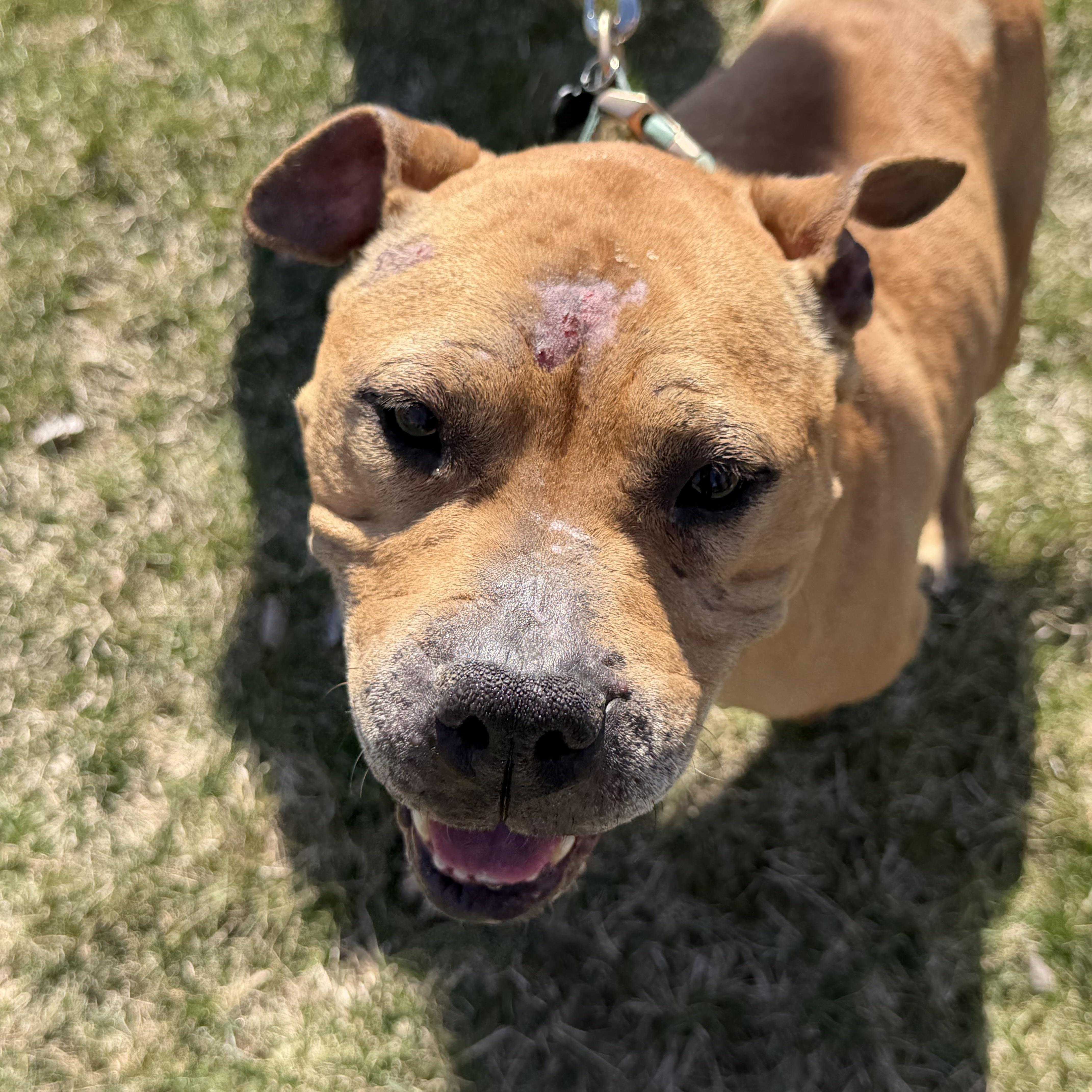 An adult medium-sized female Brown / Chocolate Pit Bull Terrier dog named Fanette for adoption in Oswego, IL