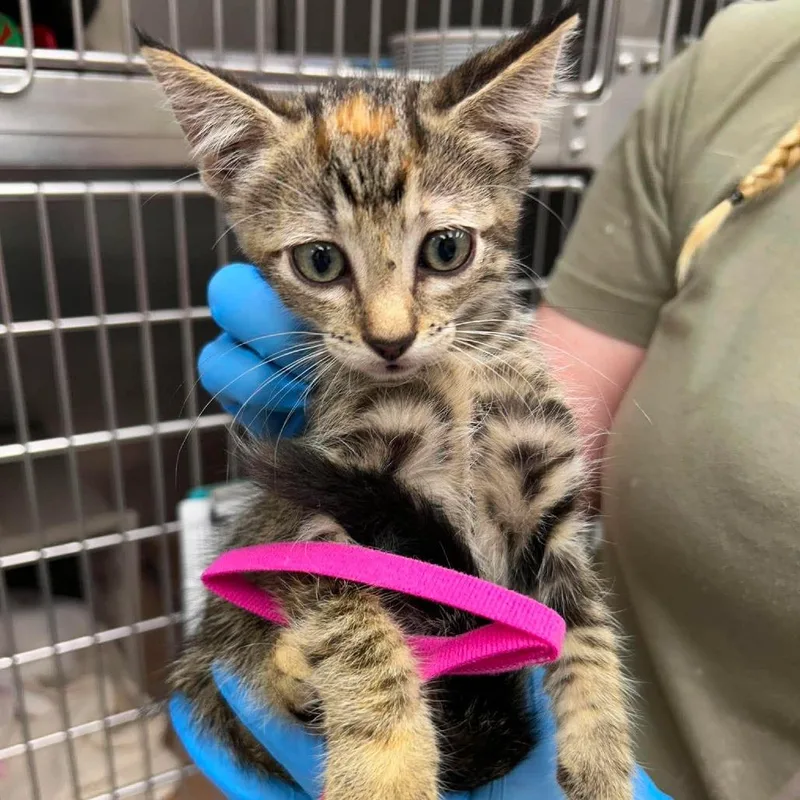 A baby small-sized female Brown / Chocolate Domestic Short Hair cat named Velvet for adoption in Bastrop, TX