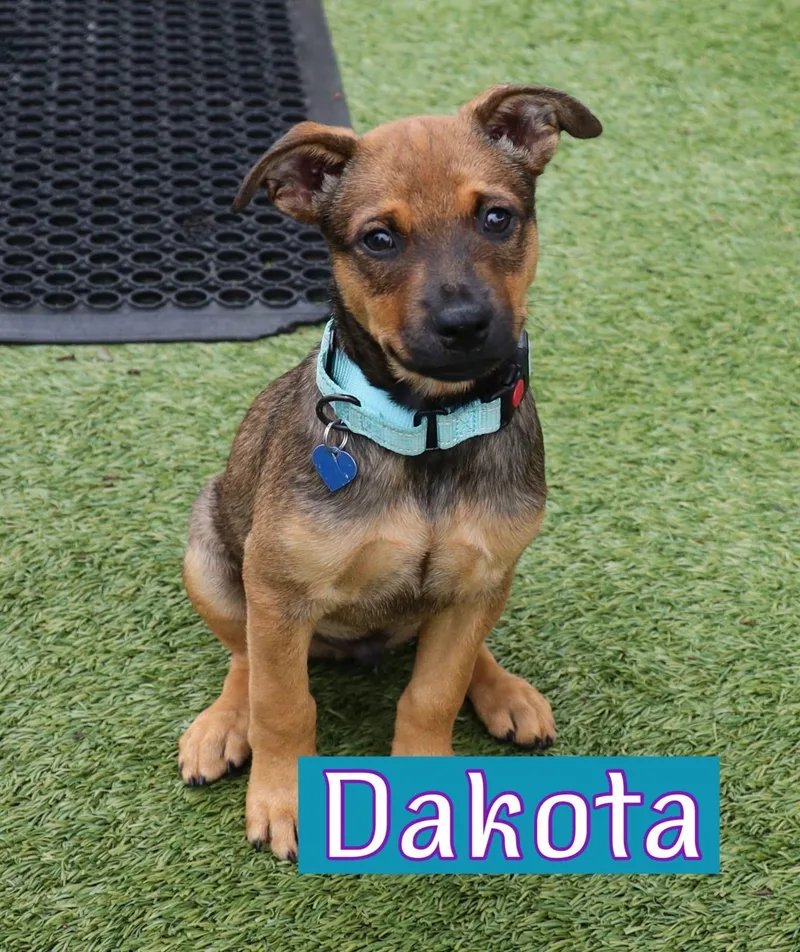 A young medium-sized male Black Mouth Cur dog named Dakota for adoption in Southlake, TX