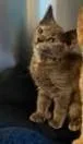 A baby medium-sized female Tortoiseshell Dilute Tortoiseshell cat named Ricotta for adoption in Libby, MT