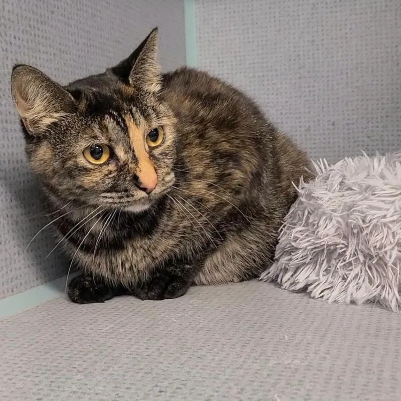 An adult medium-sized female Domestic Short Hair cat named Sunflower for adoption in Russellville, KY