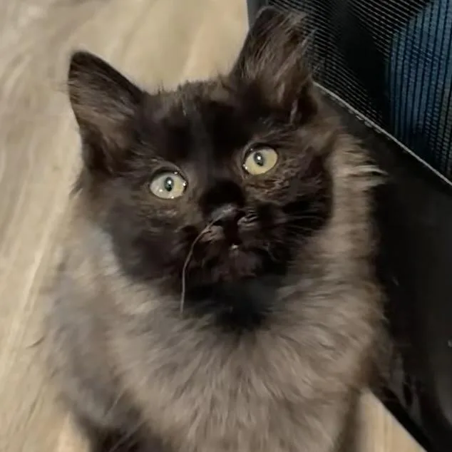 A baby small-sized male Domestic Long Hair cat named Wisp for adoption in Granville, OH