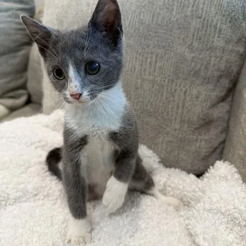 A baby medium-sized female Gray & White Domestic Short Hair cat named Tessa for adoption in Wayne, NJ