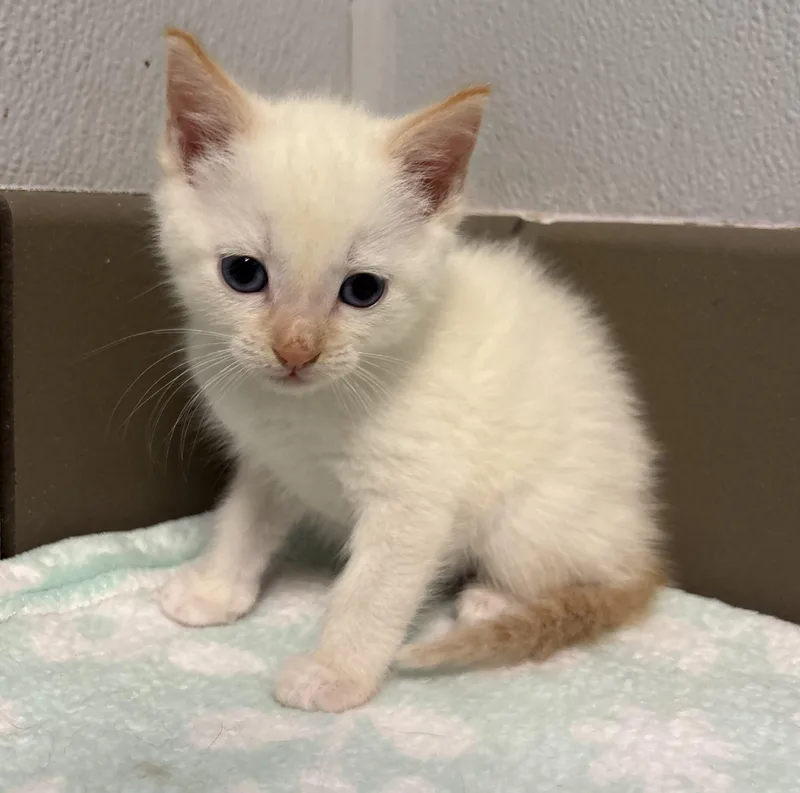A baby small-sized male Flame Point Siamese cat named Warwick for adoption in Lathrop, CA