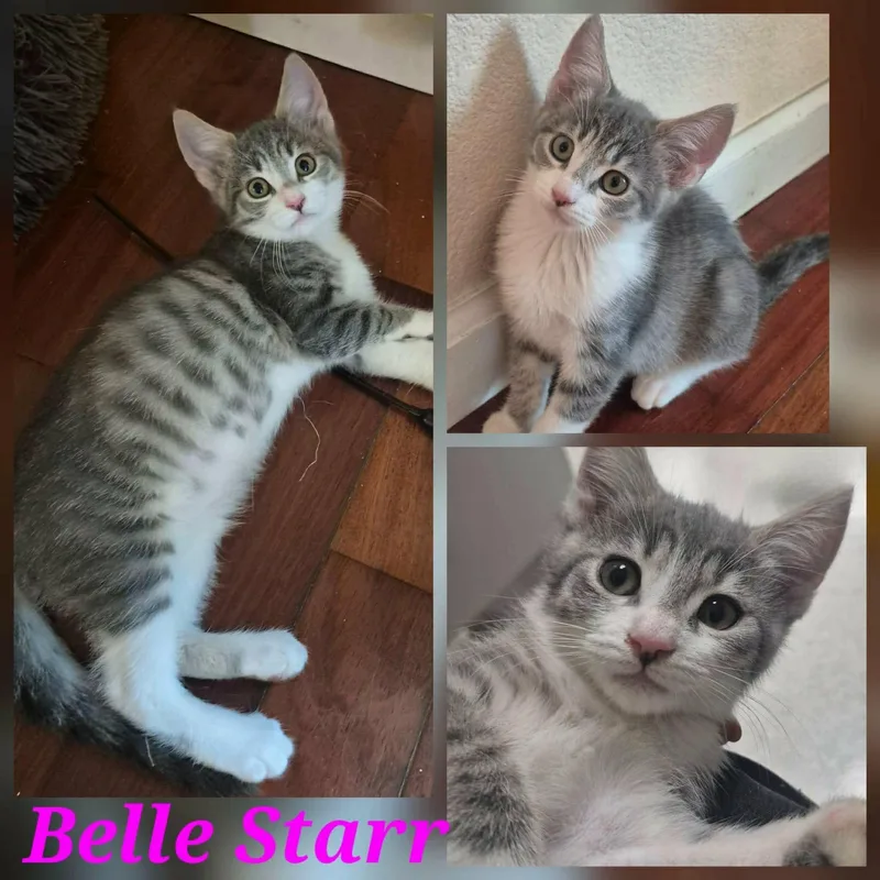 A young small-sized female Tabby (Gray / Blue / Silver) Domestic Short Hair cat named Belle Starr for adoption in Hollister, CA