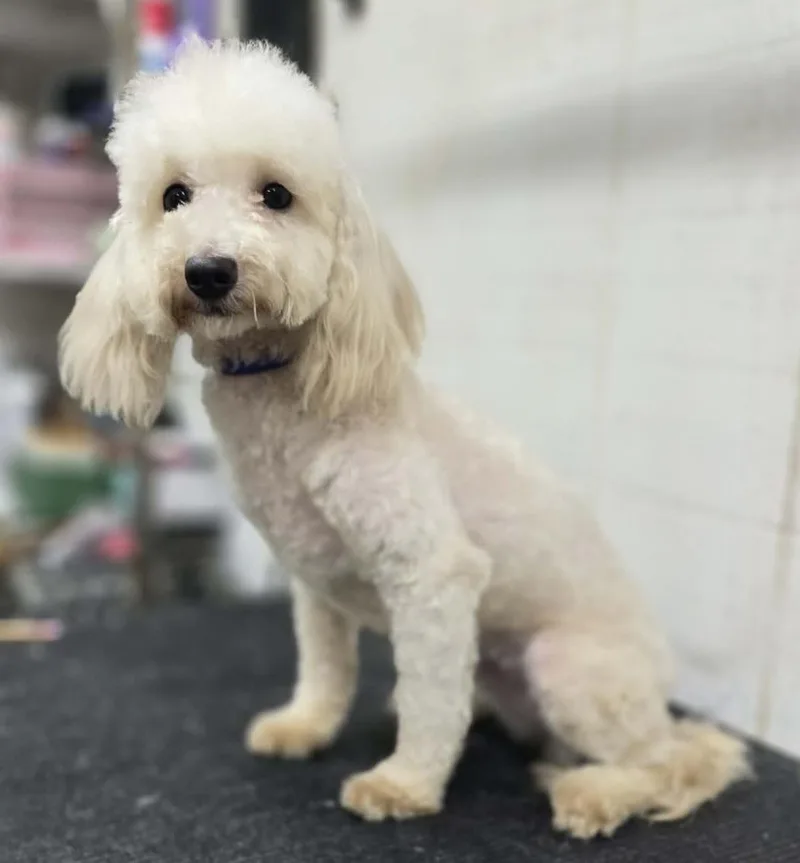 A young small-sized female White / Cream Maltipoo dog named Sadie for adoption in Wheelersburg, OH