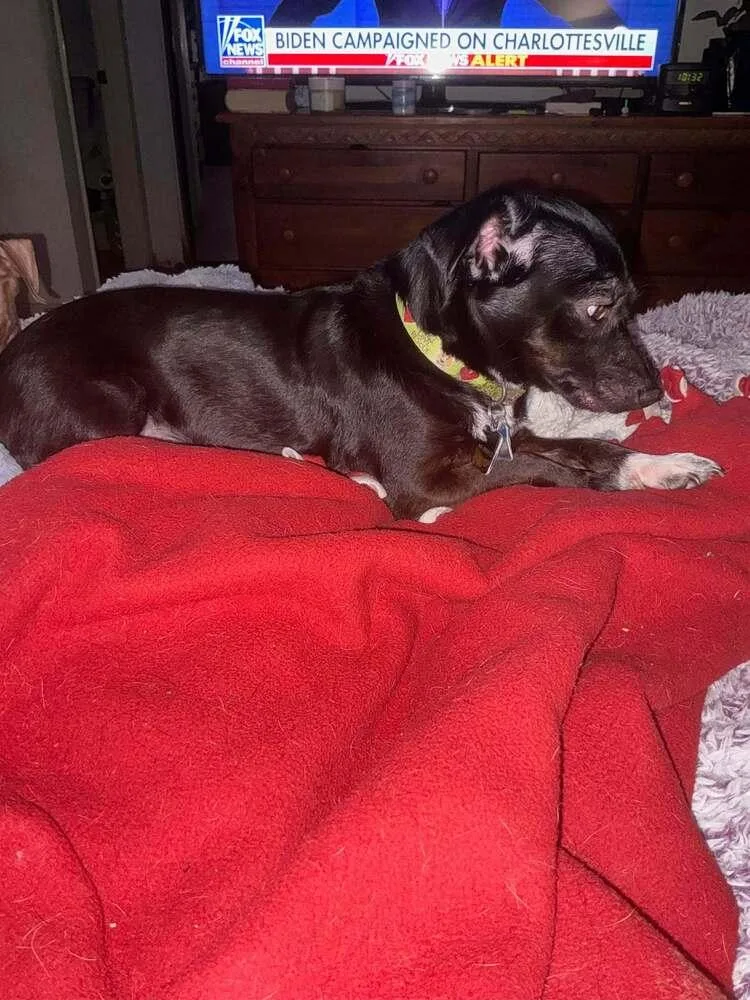 An adult small-sized female Black Chihuahua dog named Grace Luisa for adoption in Mission Viejo, CA