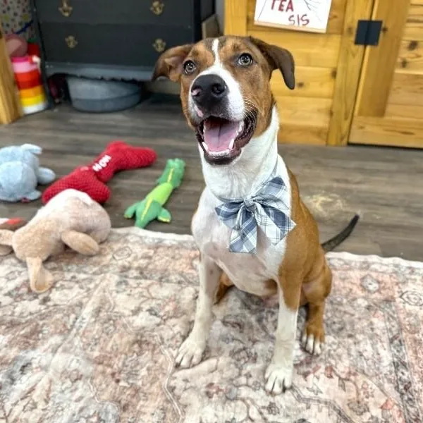 George The Goodest Boy thumbnail 2