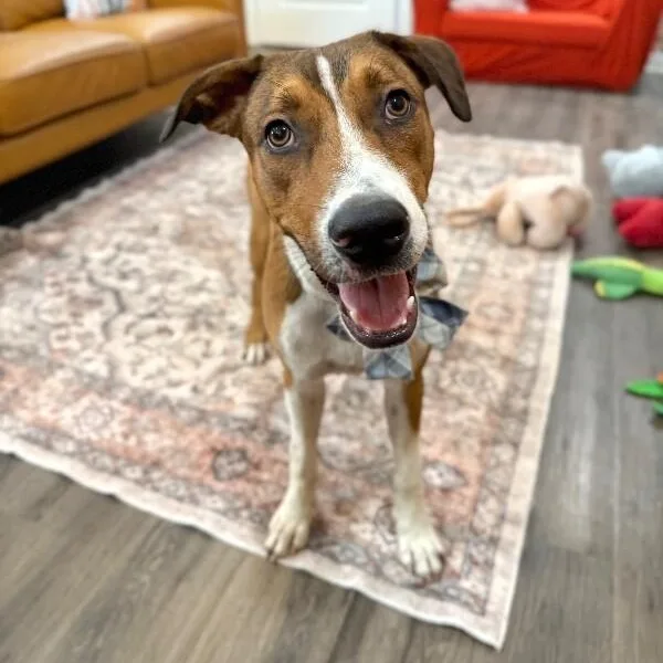 George The Goodest Boy thumbnail 4