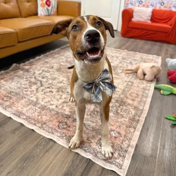 George The Goodest Boy thumbnail 5
