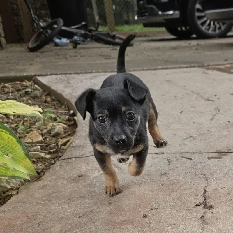 A baby medium-sized male Black Mixed Breed dog named Creed for adoption in Springfield, MO