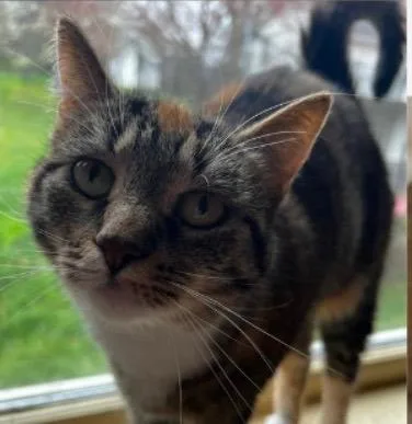 A senior medium-sized female Domestic Short Hair cat named Biff for adoption in Lancaster, PA