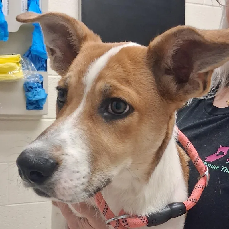 A baby medium-sized male Yellow / Tan / Blond / Fawn Mixed Breed dog named Motts for adoption in Murray, UT
