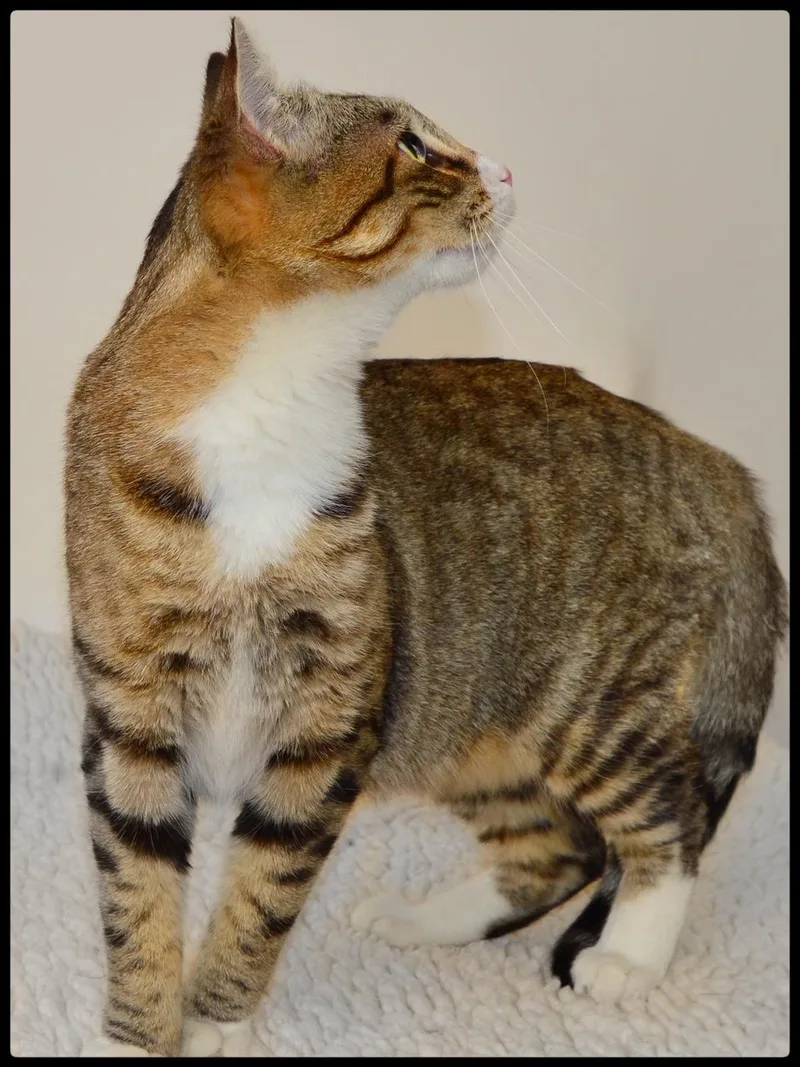 A baby small-sized male Tabby (Brown / Chocolate) Domestic Short Hair cat named George A for adoption in San Andreas, CA