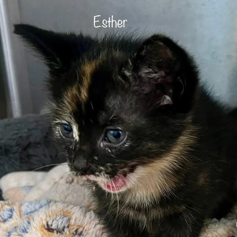 A baby small-sized female Tortoiseshell Domestic Short Hair cat named Esther for adoption in Madisonville, TN