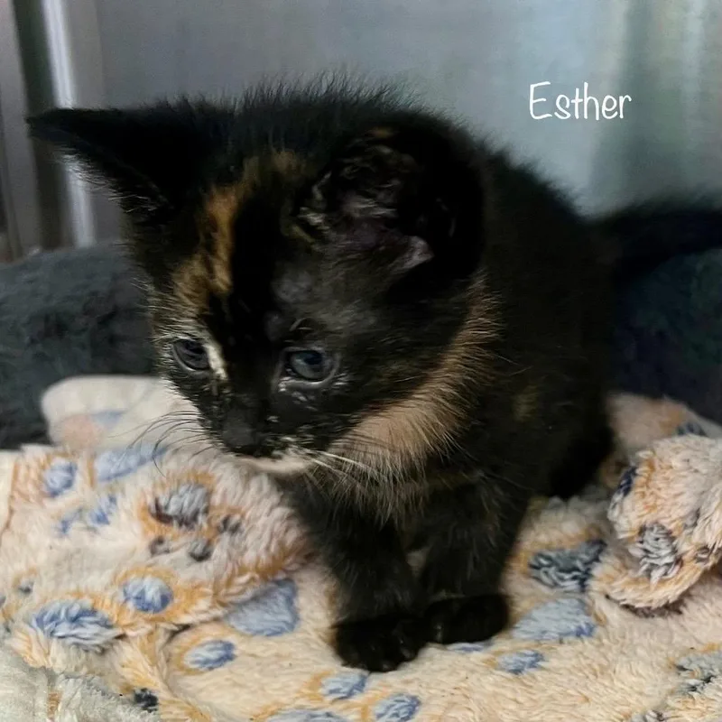 Esther thumbnail 3