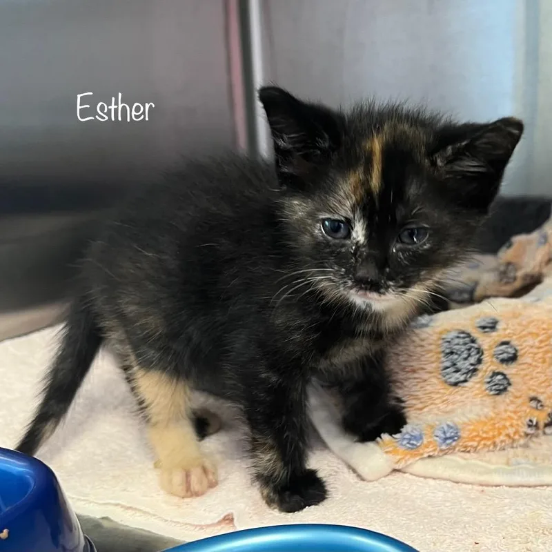Esther thumbnail 4