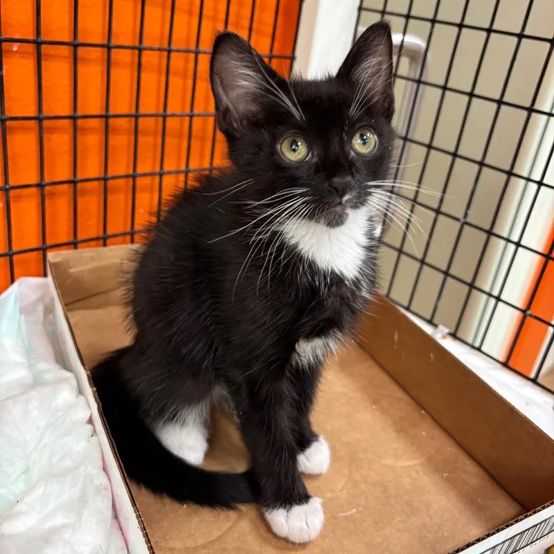 A baby small-sized male Black Domestic Short Hair cat named Shiba for adoption in Westminster, CA