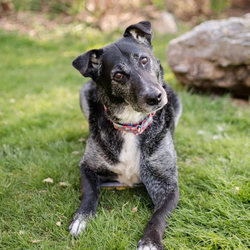 An adult large-sized male Labrador Retriever dog named Rocky for adoption in Middletown, RI