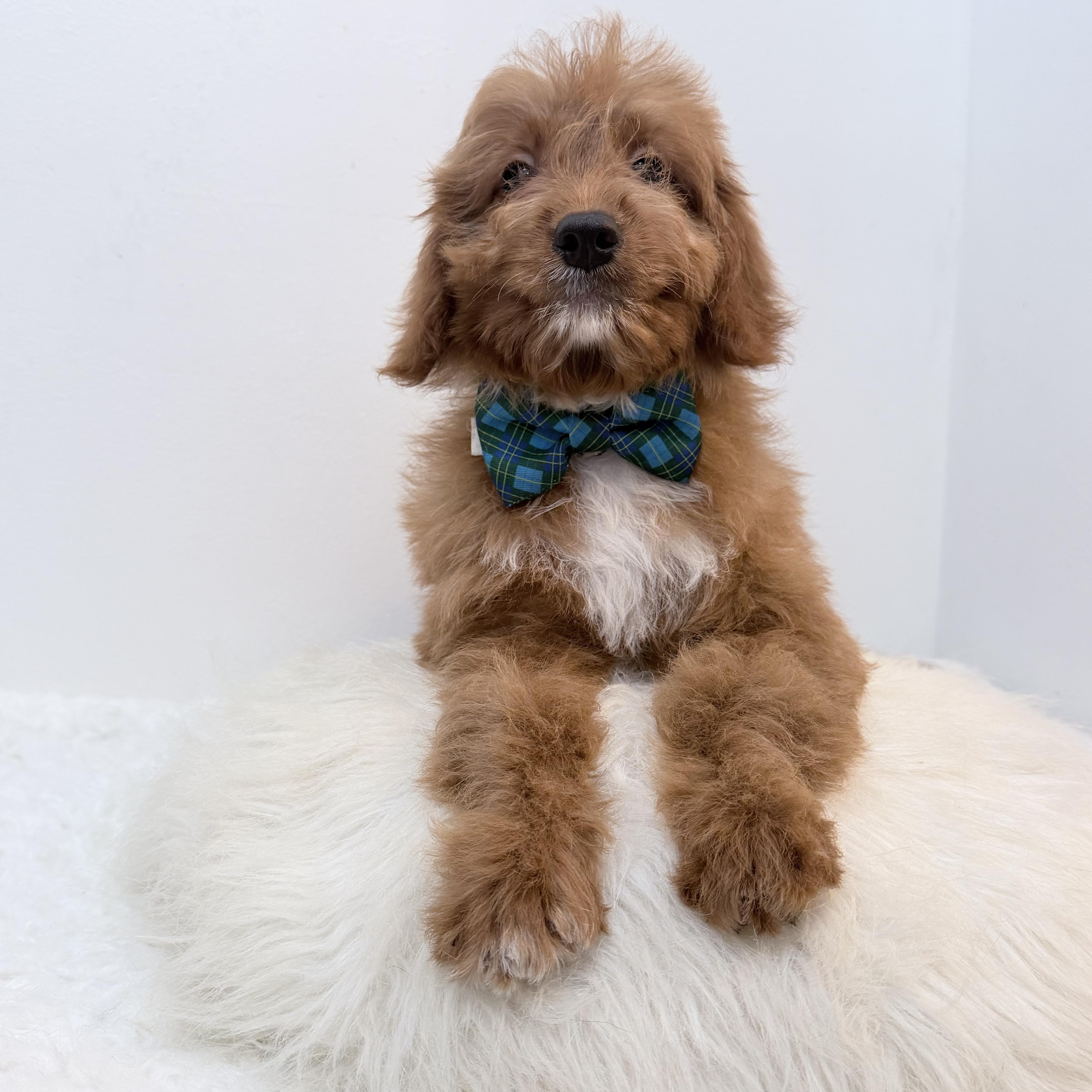 A baby small-sized male Goldendoodle dog named Pumpkin Nickel for adoption in Wrightstown, NJ