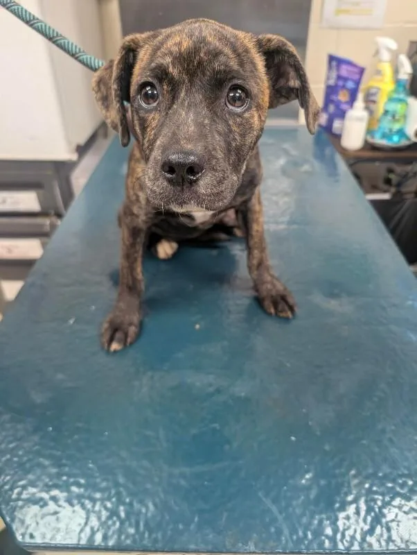 A young medium-sized female Brindle Labrador Retriever dog named Journey for adoption in Mobile, AL