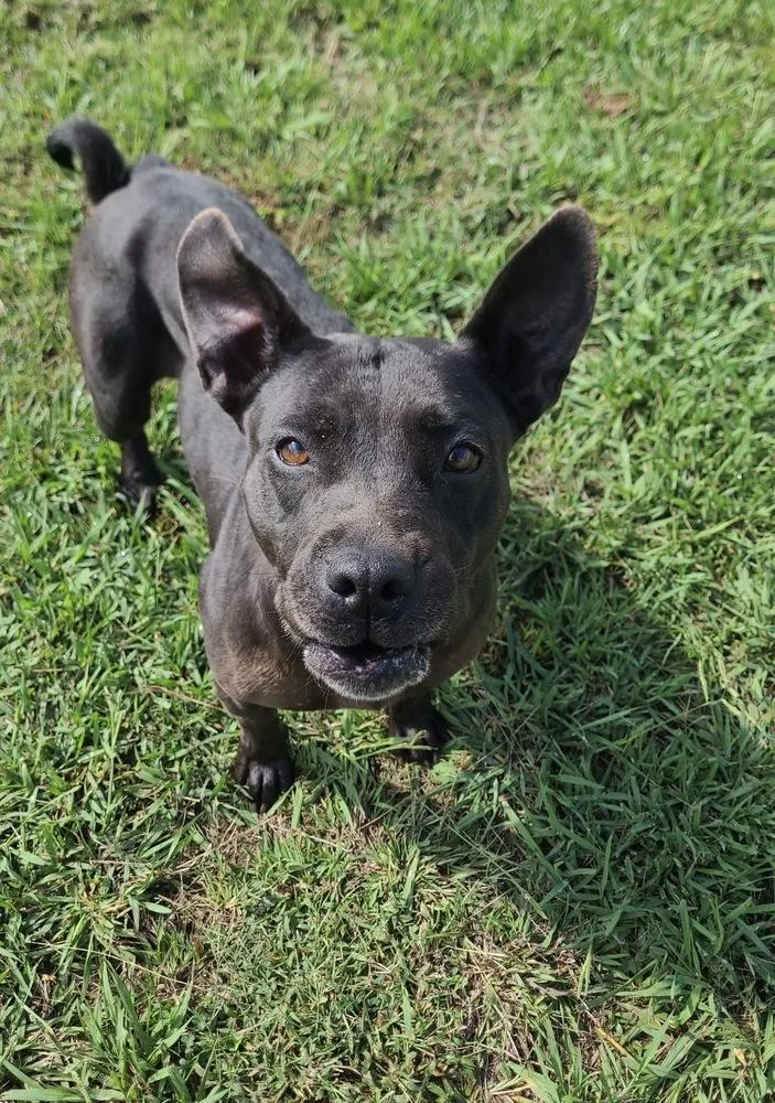 Dorothy D thumbnail 2