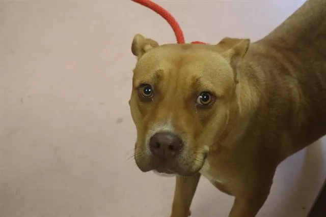 A young medium-sized female Mixed Breed dog named Rose for adoption in Columbia, SC