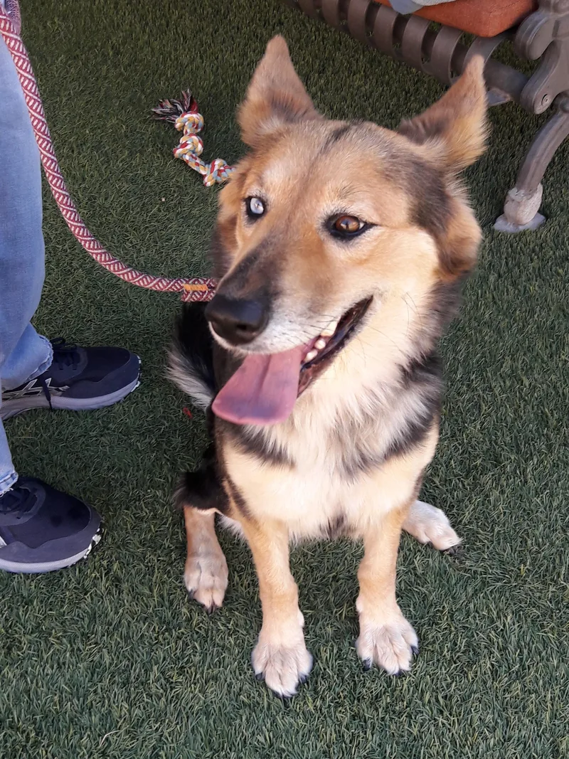 An adult medium-sized female German Shepherd Dog dog named Luna for adoption in Mesquite, NV