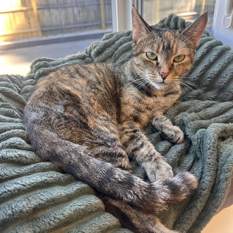 An adult medium-sized female Torbie Domestic Short Hair cat named Tatiana for adoption in Boston, MA