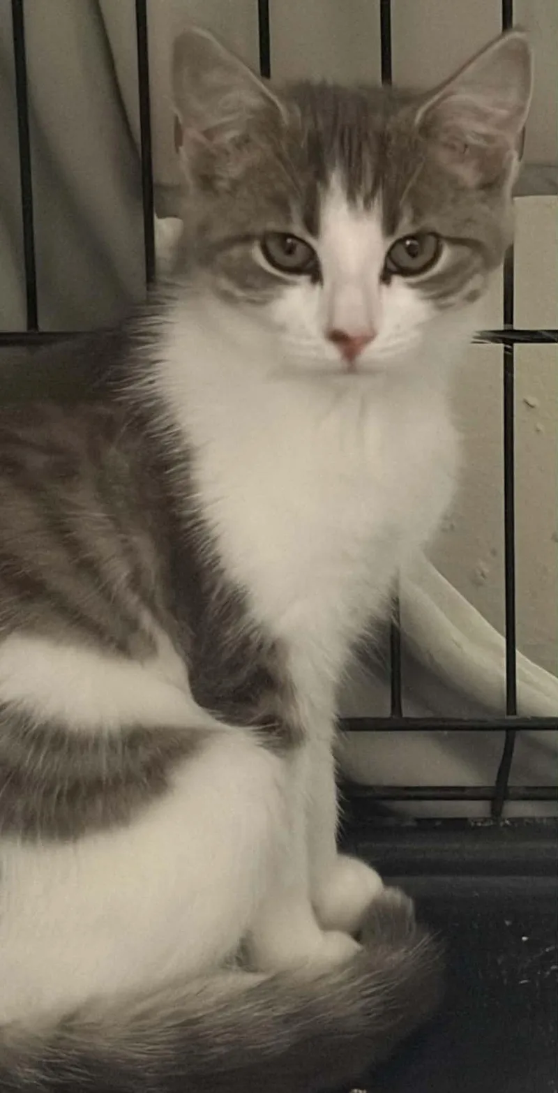 An adult medium-sized female Domestic Short Hair cat named Jelly Roll for adoption in Westfield, MA
