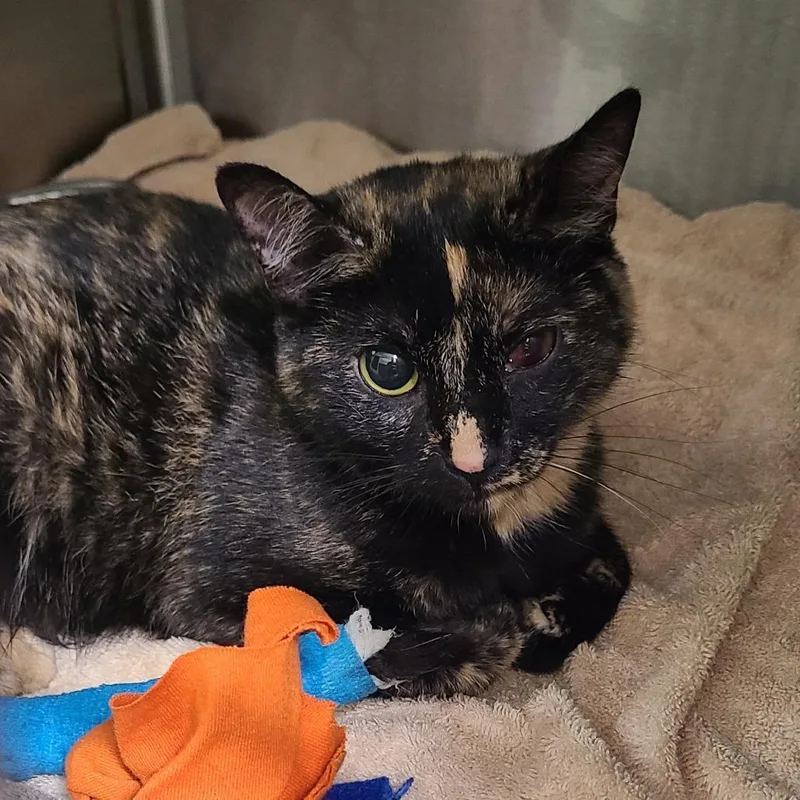 An adult medium-sized female Black Domestic Short Hair cat named Princess Donut for adoption in Oak Park, IL
