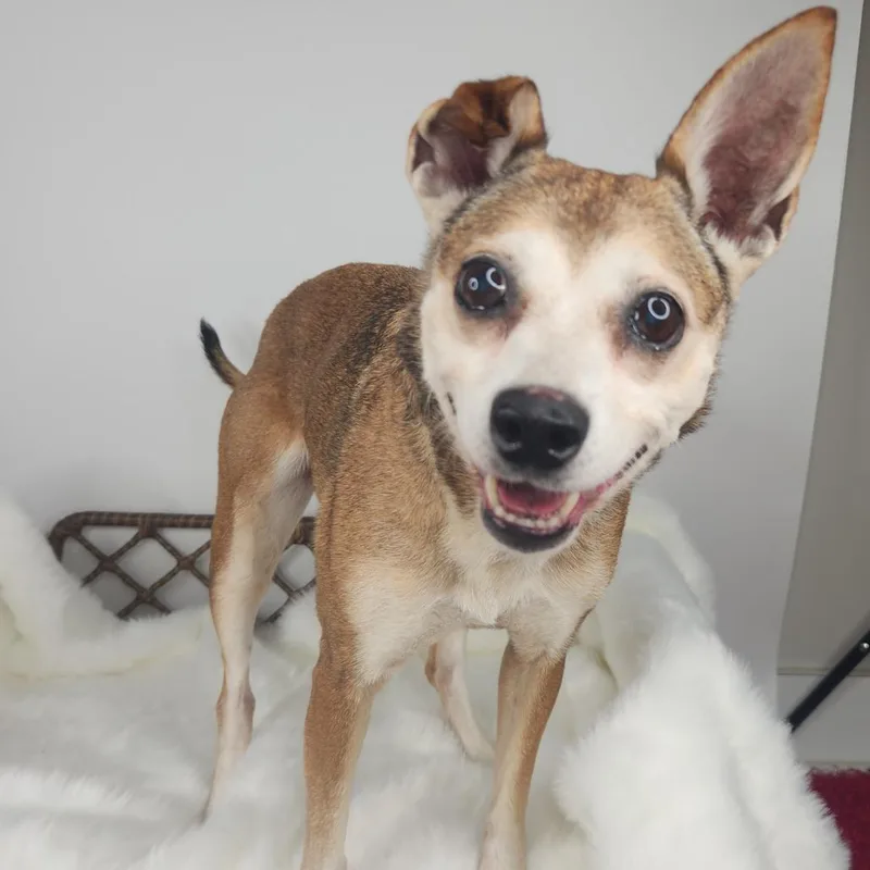 A senior small-sized female Terrier dog named Karma for adoption in Fort Wayne, IN