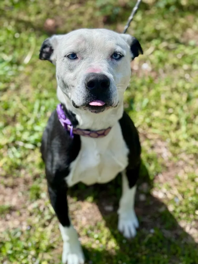 A young medium-sized male Labrador Retriever dog named Tux for adoption in Russellville, KY
