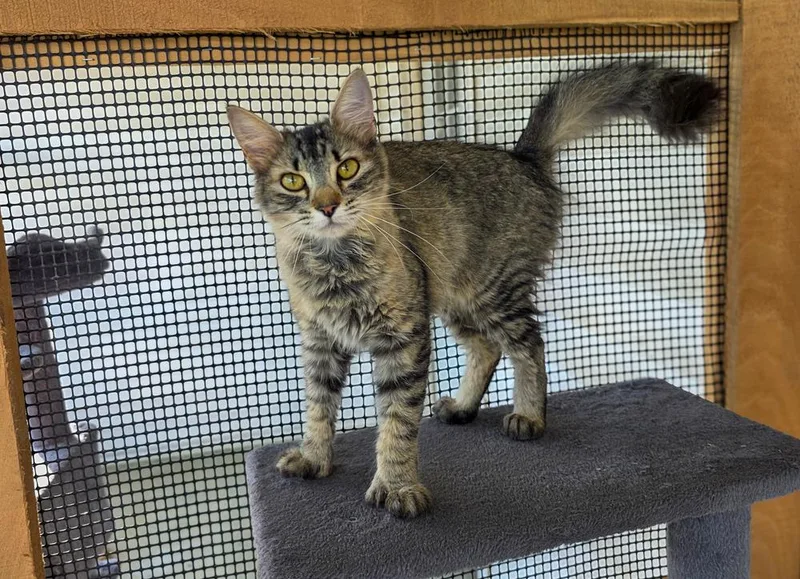 A young medium-sized female Gray / Blue / Silver Domestic Medium Hair cat named Thumbelina for adoption in Lewisburg, TN