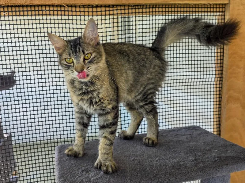 Thumbelina thumbnail 2