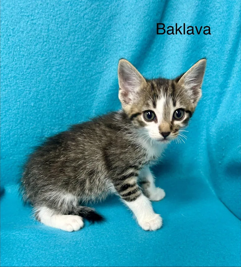 Baklava