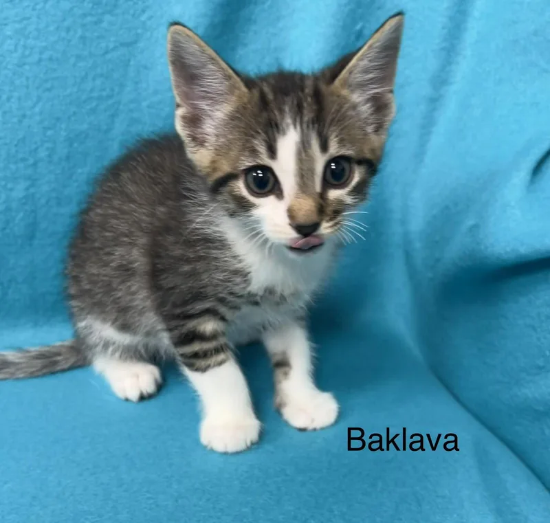 Baklava thumbnail 3