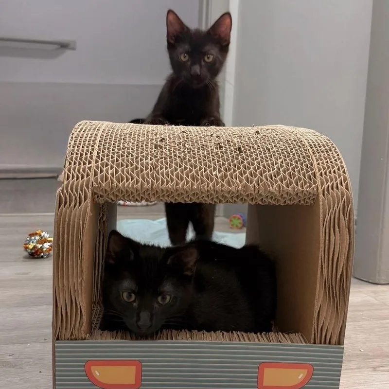 A young medium-sized male Black Domestic Short Hair cat named Collins for adoption in Boston, MA