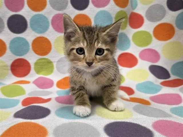 A baby small-sized male Domestic Short Hair cat named Presunto for adoption in Ames, IA