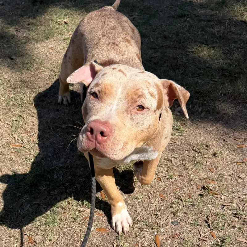 An adult large-sized female Yellow / Tan / Blond / Fawn Terrier dog named Asteria for adoption in Tampa, FL