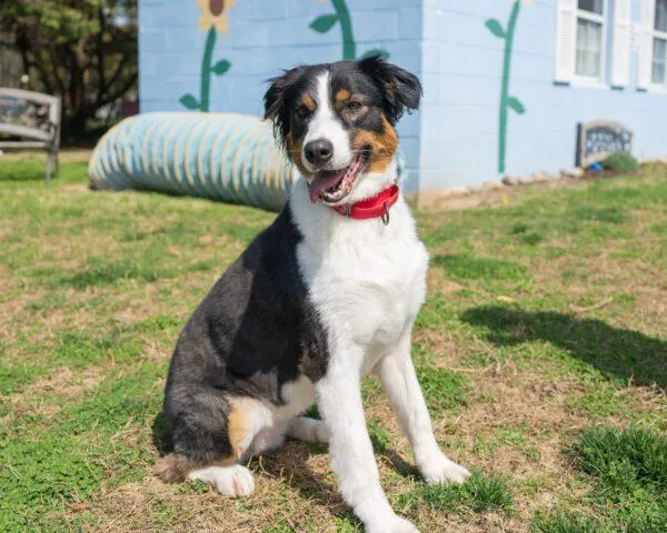 An adult medium-sized female Australian Shepherd dog named Millie for adoption in Easton, MD
