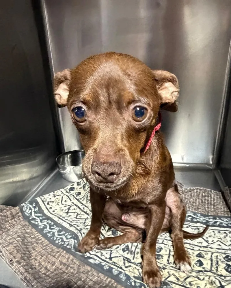 A young small-sized male Labrador Retriever dog named Chocolate Chip $ for adoption in Milwaukee, WI